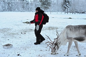 reindeer, by Ann